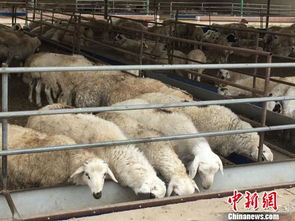 內蒙古肉羊養(yǎng)殖第一大旗 用標準化與 羊價 賽跑